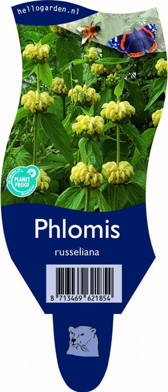 Phlomis russeliana - P11
